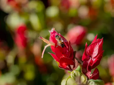 Red flowers with bee