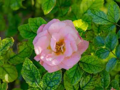 Pink flower