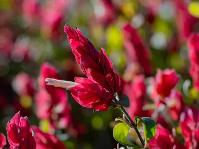 Red flowers