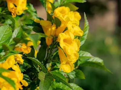 Yellow flower