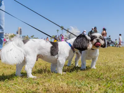 Dogs at a dog park