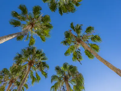 Palm Trees