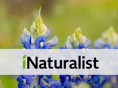 iNaturalist Logo