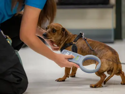 small dog being scanned for a microchip