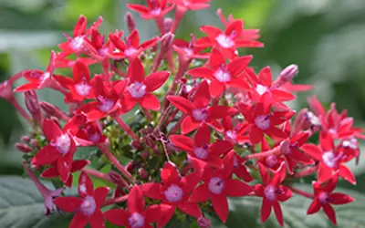 Pink flowers