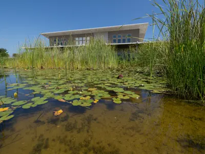 Closeup of wetlands